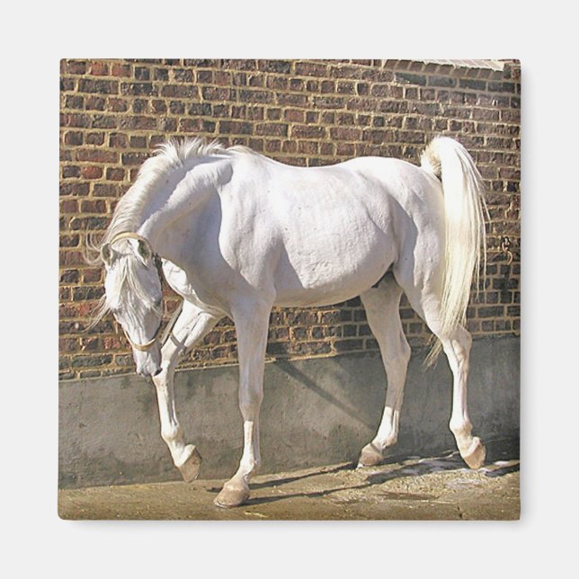 Aimant Beau cheval blanc d'Arabie (Devant)