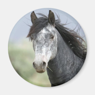 Aimant Beau cheval gris