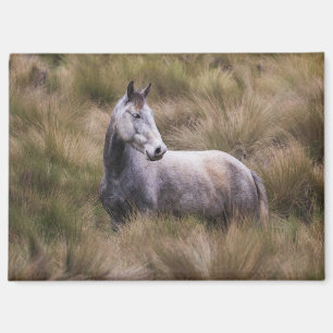 Aimant Beau cheval gris couleur