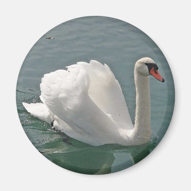 Aimant Beau cygne blanc (Devant)