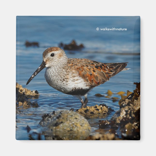 Aimant Beau dunlin Shorebird à la plage (Devant)