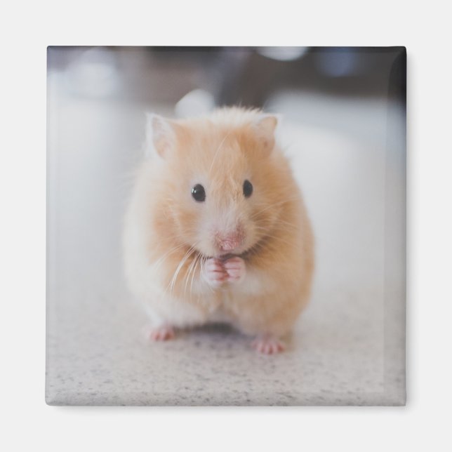 Aimant Beau hamster (Devant)