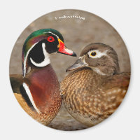 Beau moment de contact entre des canards en bois