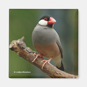 Aimant Beau oiseau-chanteur Java Finch