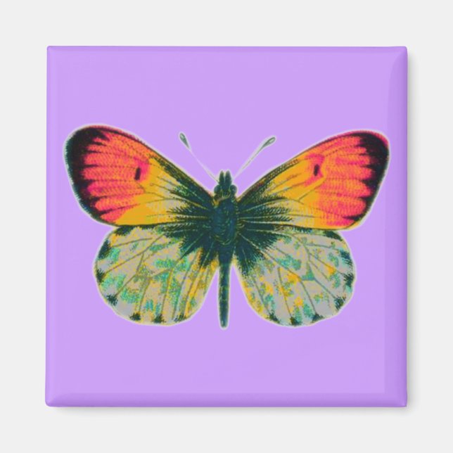 Aimant Beau Papillon (Devant)