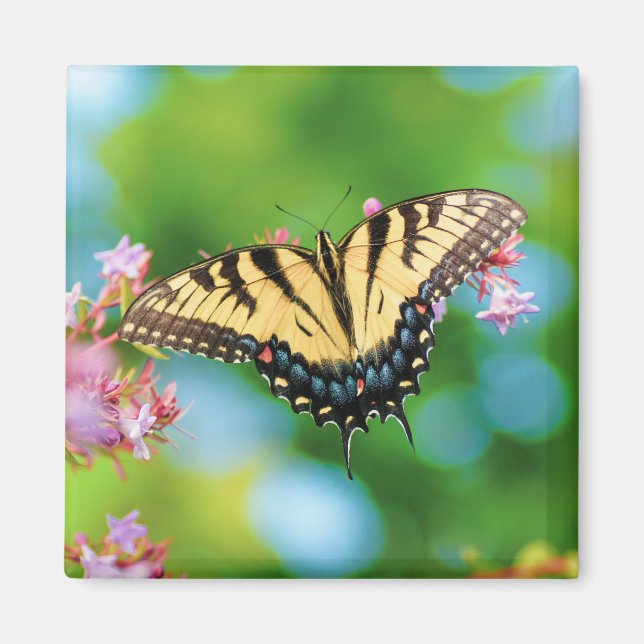 Aimant Beau papillon Swallowtail sur de jolies fleurs (Devant)