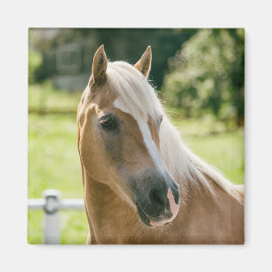 Aimant Beau portrait de cheval haflinger