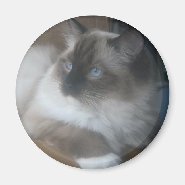 Aimant Beau Ragdoll Hymalayan Chat regardant dehors (Devant)