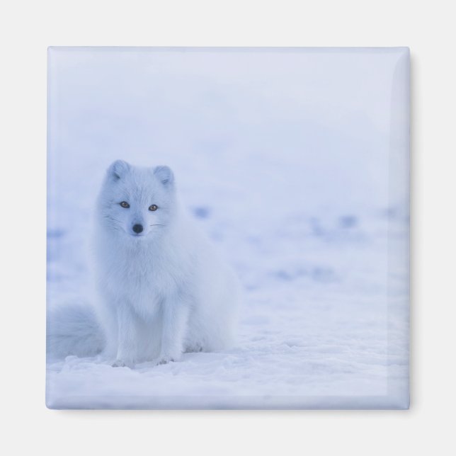 Aimant Beau renard arctique (Devant)
