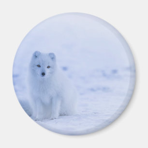 Aimant Beau renard arctique