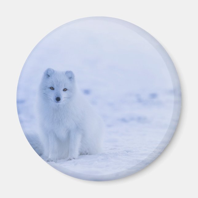Aimant Beau renard arctique (Devant)