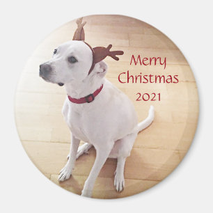 Aimant Beau renne blanc Chien chiot Noël