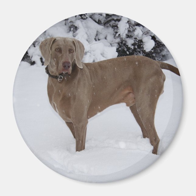 Aimant Beau Weimaraner dans la neige (Devant)