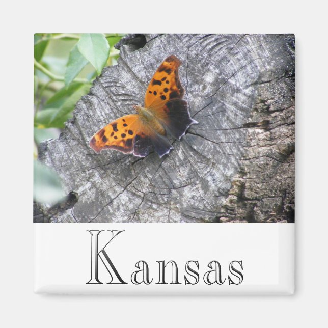 Aimant Beauté battue (Devant)