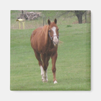 aimant beauté cheval
