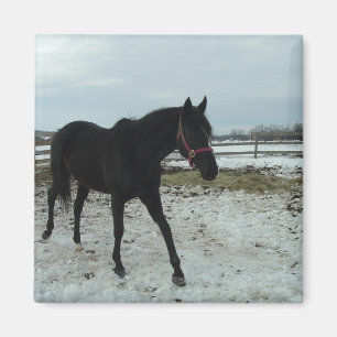 Aimant Beauté de Black Stallion