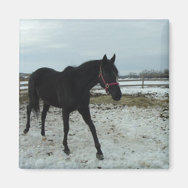 Aimant Beauté de Black Stallion (Devant)