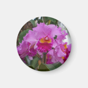 Aimant Beauté d'orchidée