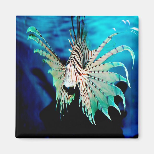 Aimant Beauté du poisson Lion (Devant)