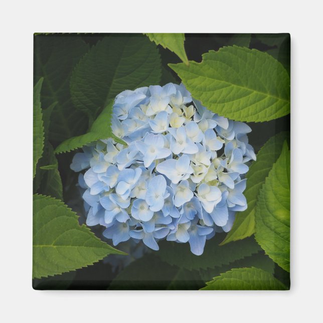 Aimant Beautiful Blue Hydrangea Floral Photo (Devant)
