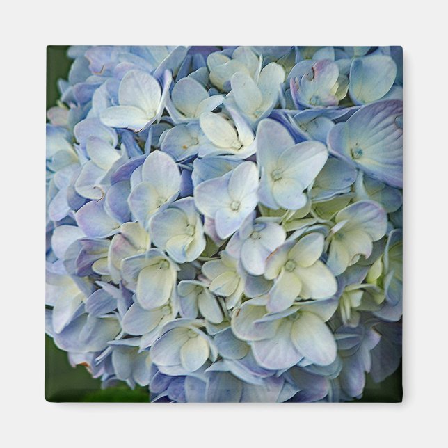 Aimant Beautiful Blue Hydrangea Flowers (Devant)