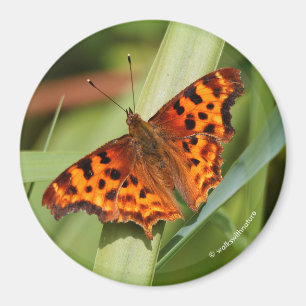 Aimant Beautiful Orange Satyr Comma Butterfly