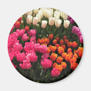 Aimant Beautiful Tulip