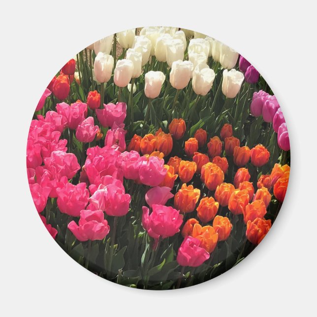 Aimant Beautiful Tulip (Devant)