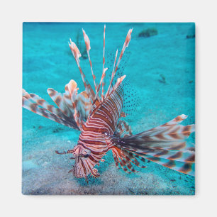 Aimant Beaux poissons rouges de lion