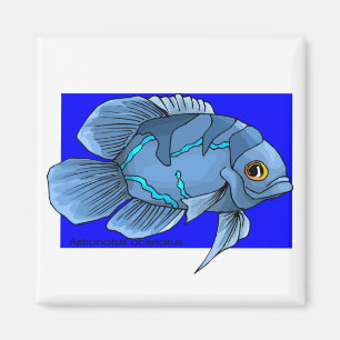 Aimant Beaux poissons tropicaux bleus d'oscar