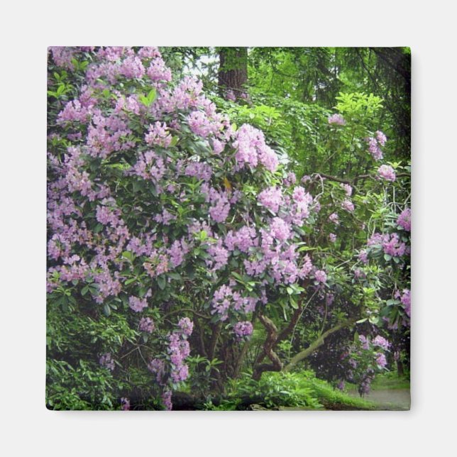 Aimant Beaux Rhododendrons (Devant)