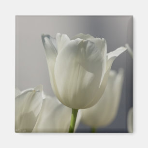 Aimant Beaux Tulipes Blancs de Printemps