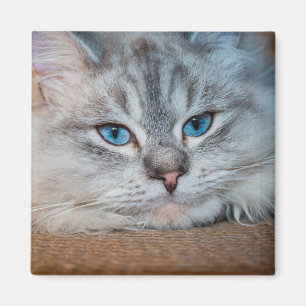 Aimant Beaux yeux bleu chat