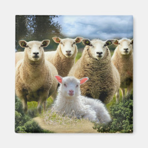 Aimant Bébé agneau mouton troupeau troupeau troupeau