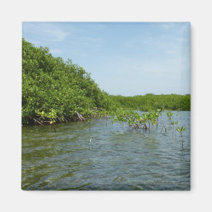 Aimant Bébé arbres de mangrove Caraïbes Nature