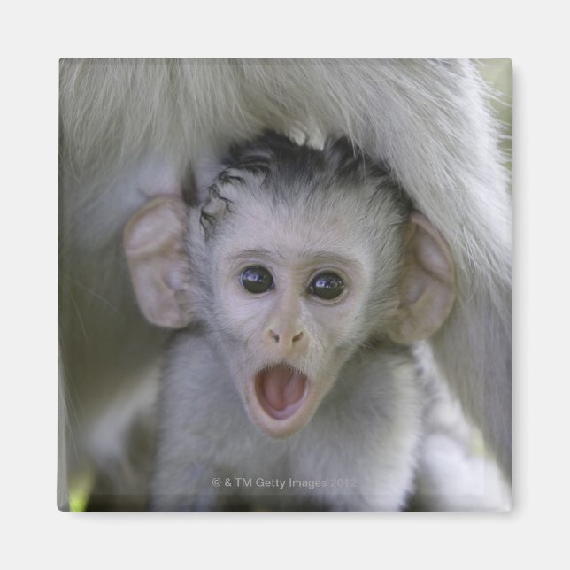 Aimant Bébé babouin sous sa mère (Devant)