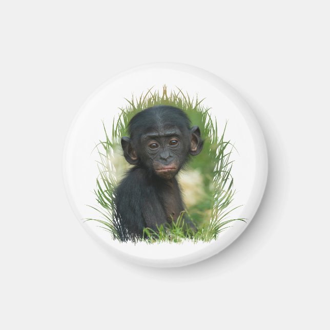 Aimant Bébé Bonobo Ape (Devant)
