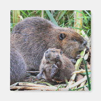Aimant Bébé castor et photo de famille