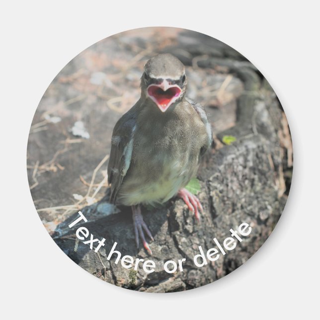 Aimant Bébé cirage Oiseau Nature personnalisée (Devant)