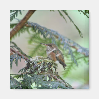 Aimant Bébé Colibri Sticking Out Sa Langue