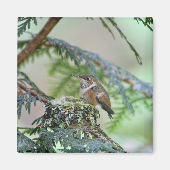 Aimant Bébé Colibri Sticking Out Sa Langue (Devant)