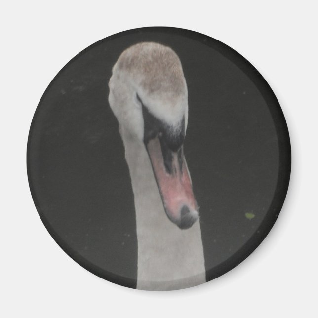 Aimant Bébé Cygne Visage Aimanté (Devant)