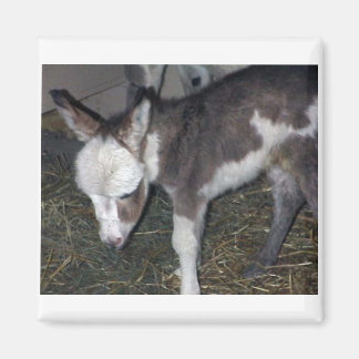 AIMANT BÉBÉ DONKEY