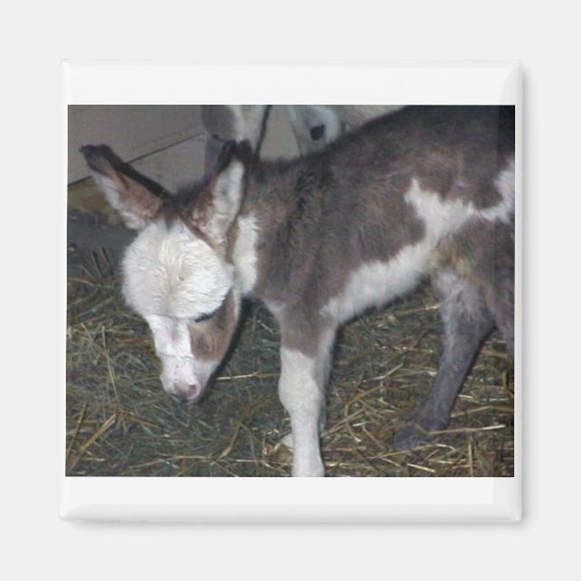 AIMANT BÉBÉ DONKEY (Devant)