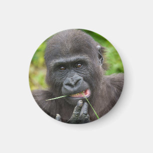 Aimant Bébé Gorilla Cuteness