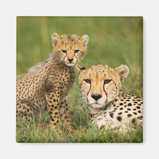 Aimant Bébé guépard et parent dans l'herbe (Devant)