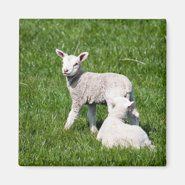 Aimant Bébé lambs (Devant)