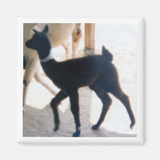 AIMANT BÉBÉ LLAMA