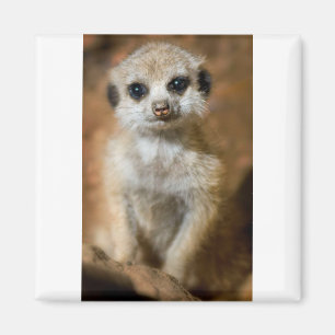 Aimant Bébé Meerkat