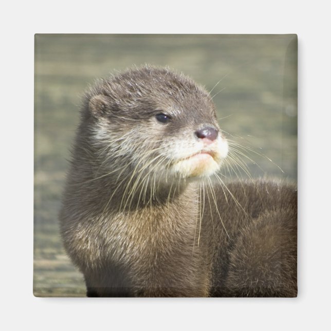 Aimant Bébé mignon Otter (Devant)